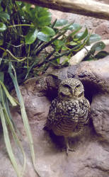 Burrowing Owl