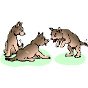 wolf pups playing