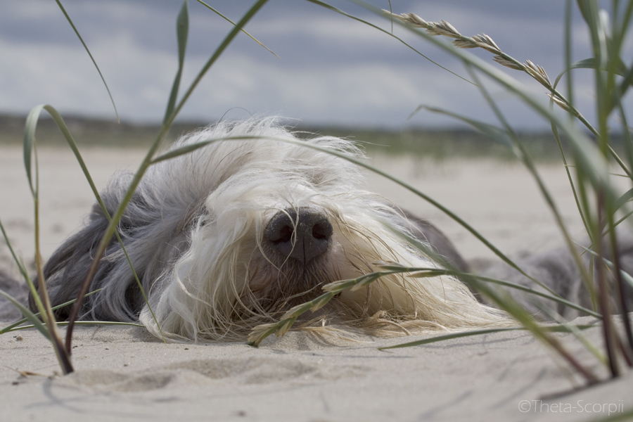 Borkum 2009 6