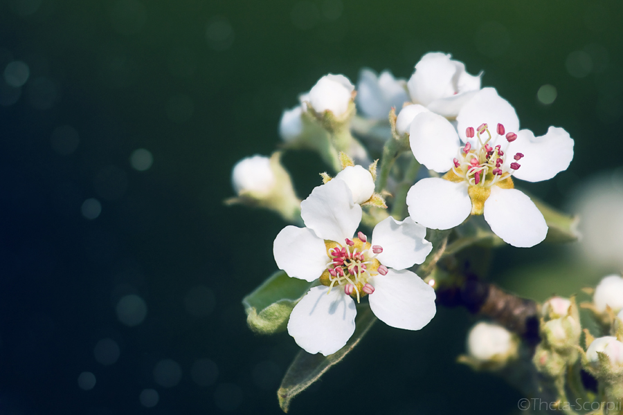 Pear Blossom