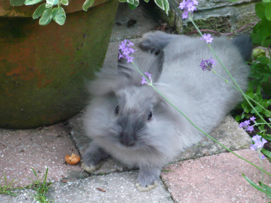 Little Grey Rabbit by BlckRaven on DeviantArt