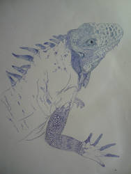 Iguana