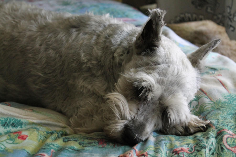 Let sleeping dogs lay by MiKeaelRoad on DeviantArt