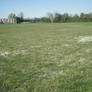 grass.