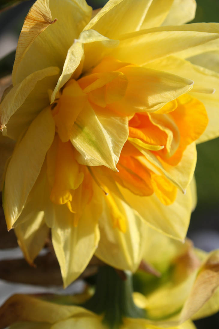 Daffodil sunshine by Jade-Rat on DeviantArt