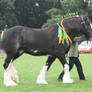 Shire Horse