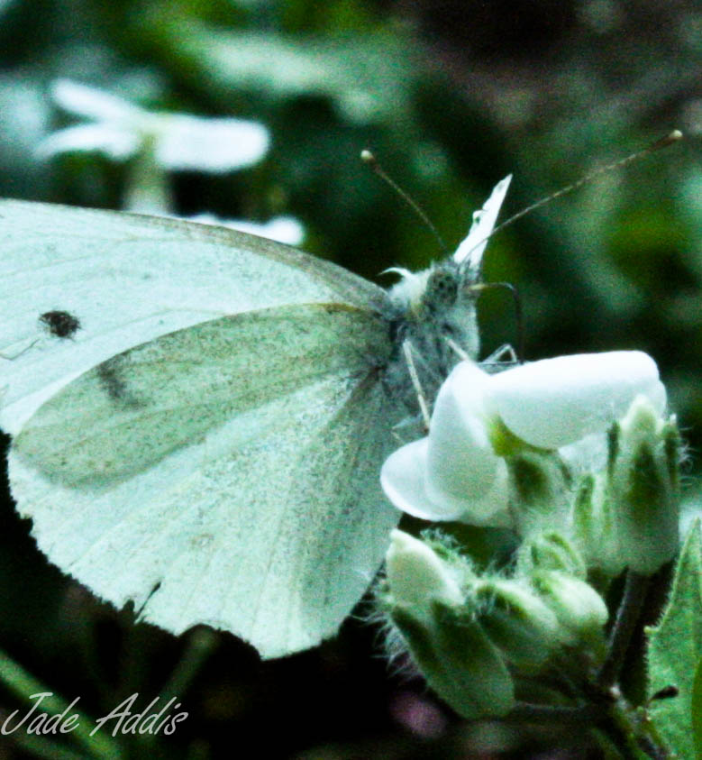 Flutterby tongue