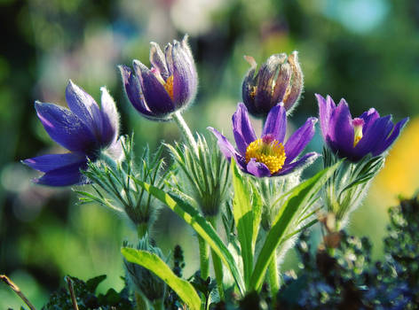 purple flowers