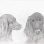 Drawing of my friend's dogs