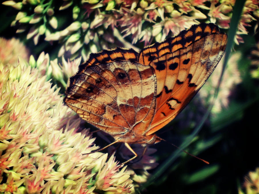 Buttermoth