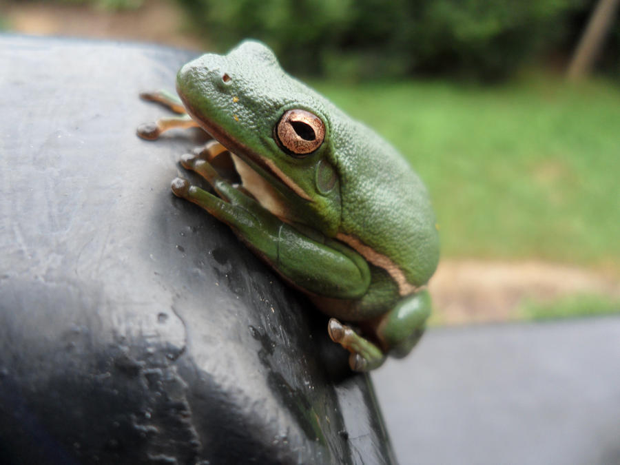 Froggeh 2
