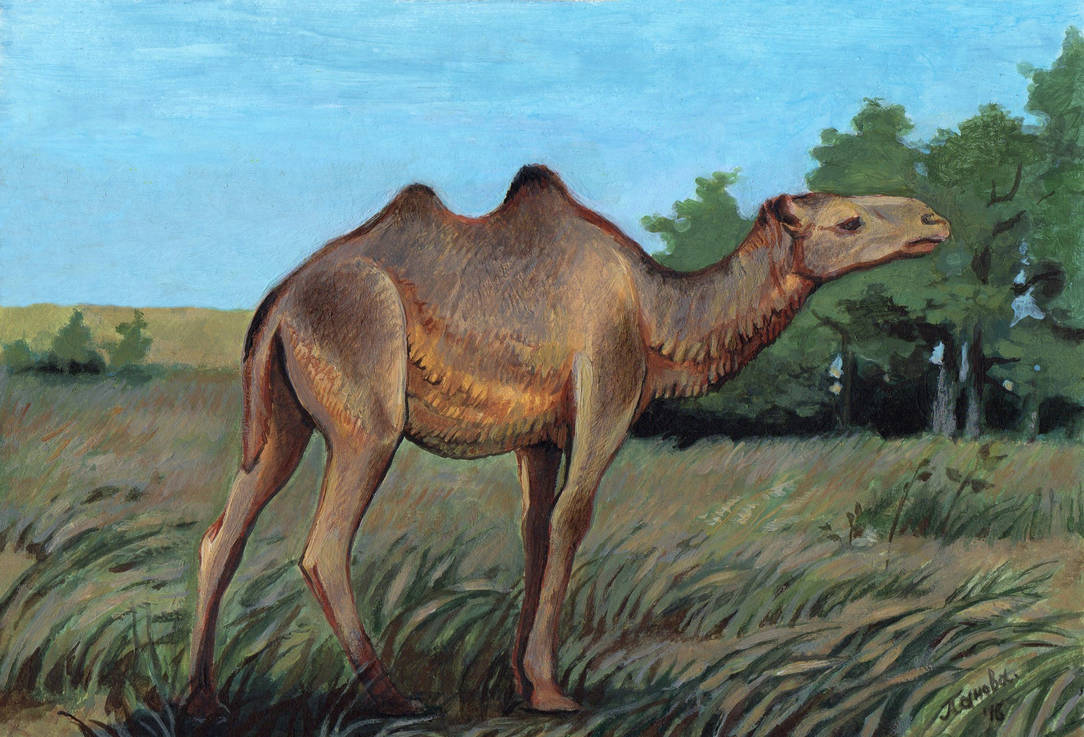 Вымерший гигант 9 букв сканворд. Camelus knoblochi. Верблюд Кноблоха Camelus knoblochi. Вымерший верблюд Кноблох. Гигантский верблюд вымерший.