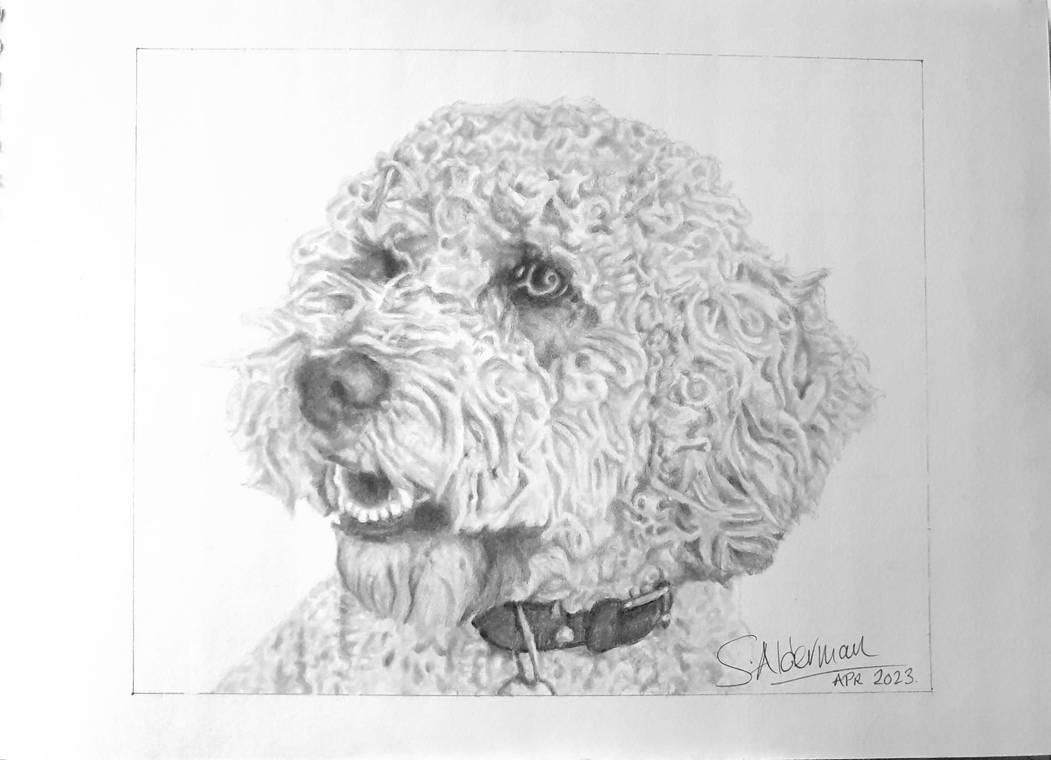 A3 Pencil drawing of a Cockapoo by SteveAldermanArt on DeviantArt