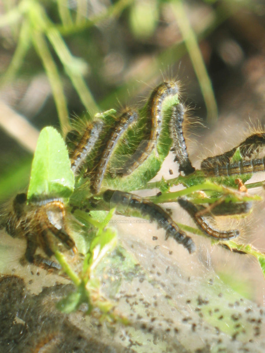 Crawling Out