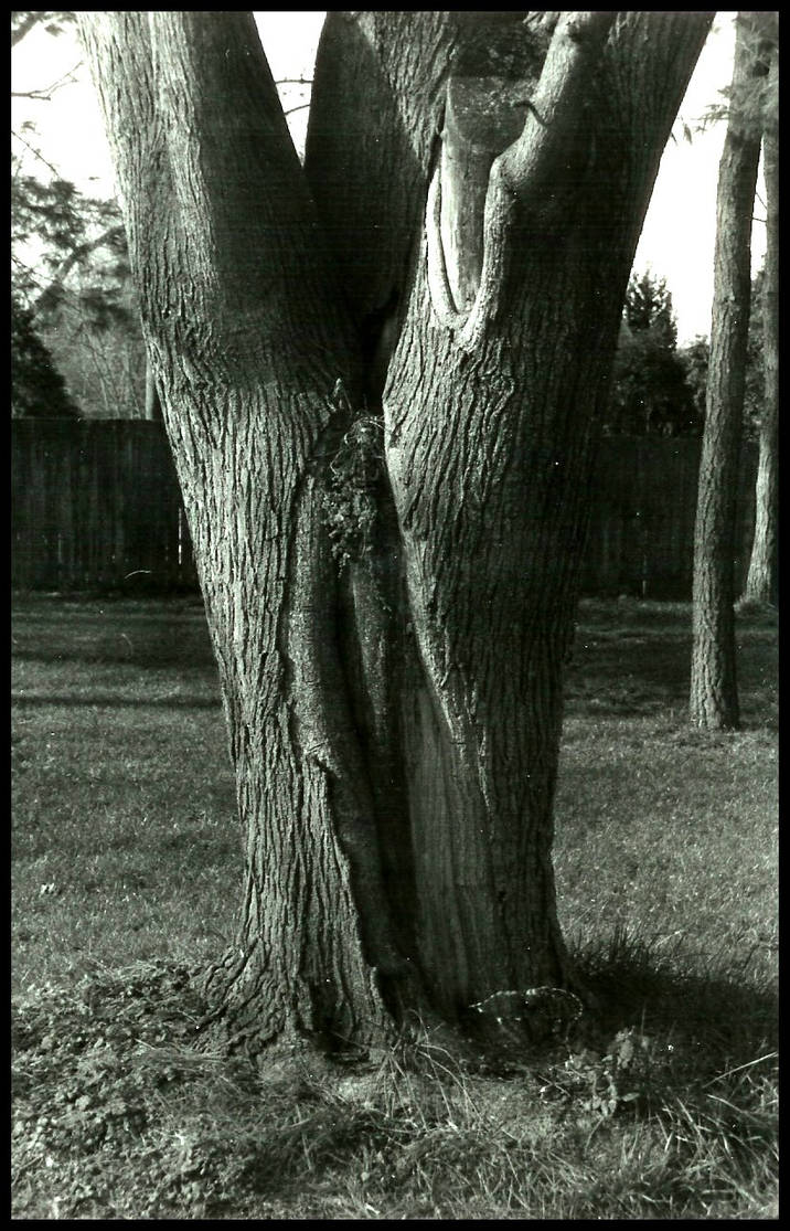 Yonic Tree Yonic Tree by LiveToBeAlive on DeviantArt