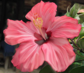 Hibisco