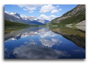 Water Fowl Lake Reflecting