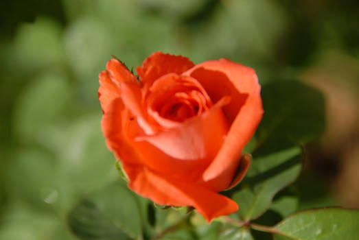 la rosa