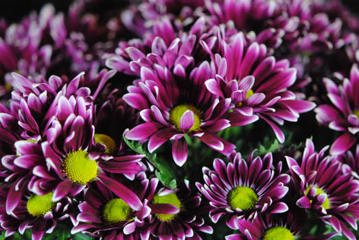 Maroon and White Mums