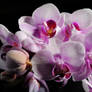 Pink and White moth Orchids