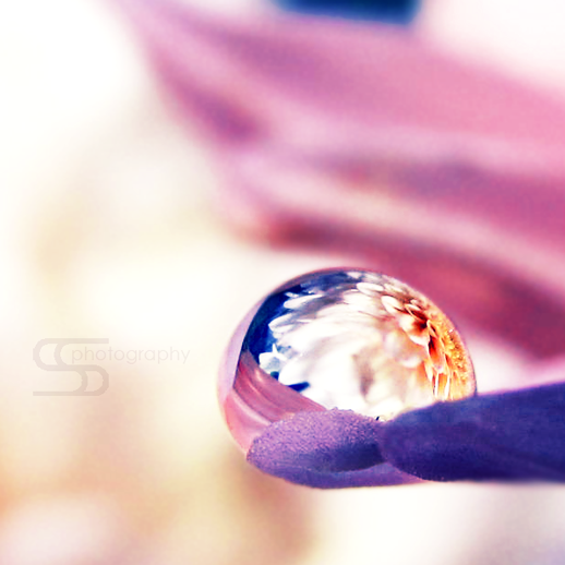 Flower in the drop