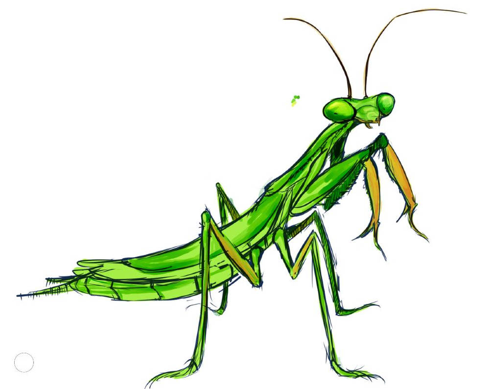 Praying Mantis (2020) by CheeseWr on DeviantArt