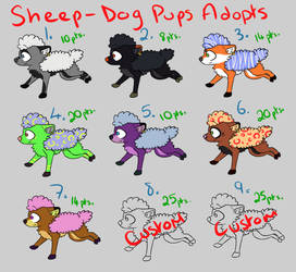 Sheep-Dog Puppy Adopts