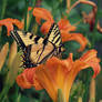 Monarch Butterfly with Tiger