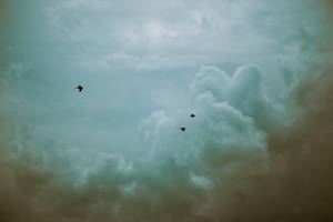 Ravens in the sky