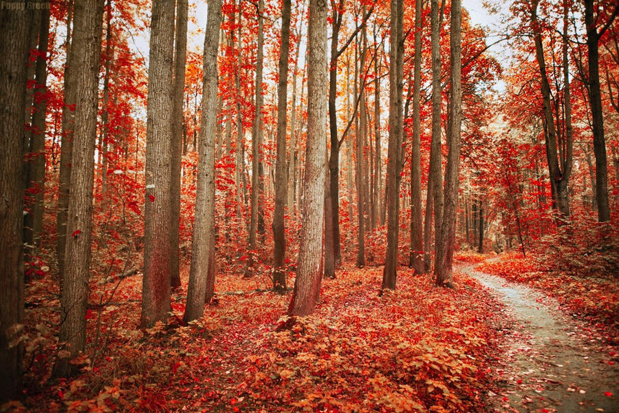 Autumn wood in Russia