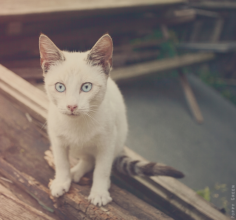 Small vanilla kitten