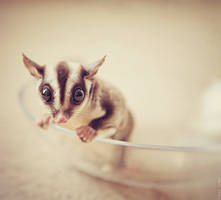 sugar glider 4