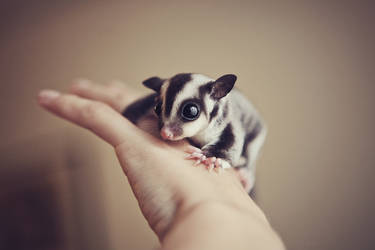 sugar glider baby