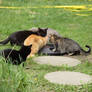 Cat Family at Lunch