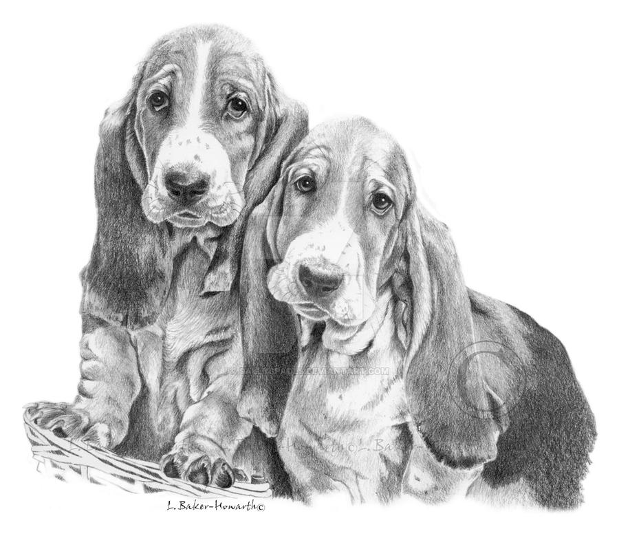 Bassets in a basket