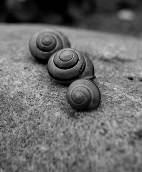 Snails