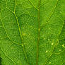 leaf up close