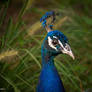 Beautiful Blue Peacock