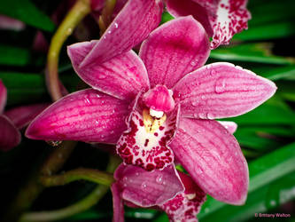 Another Orchid