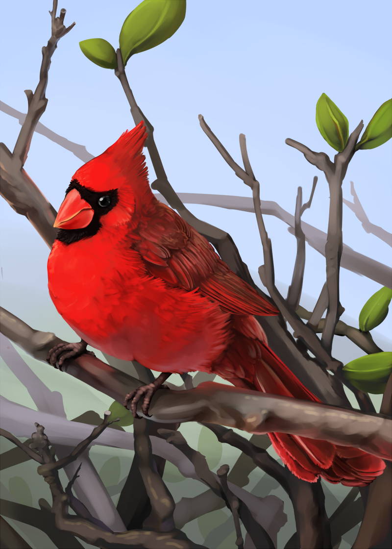 Cardinal