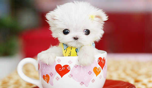 cute puppy by sanjayjadhav