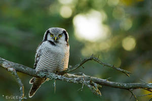 Northern Hawk Owl vol 2