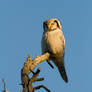 Northern Hawk-Owl