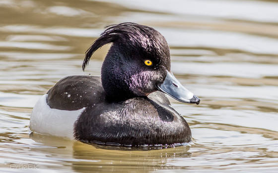 Tufted Duck 2