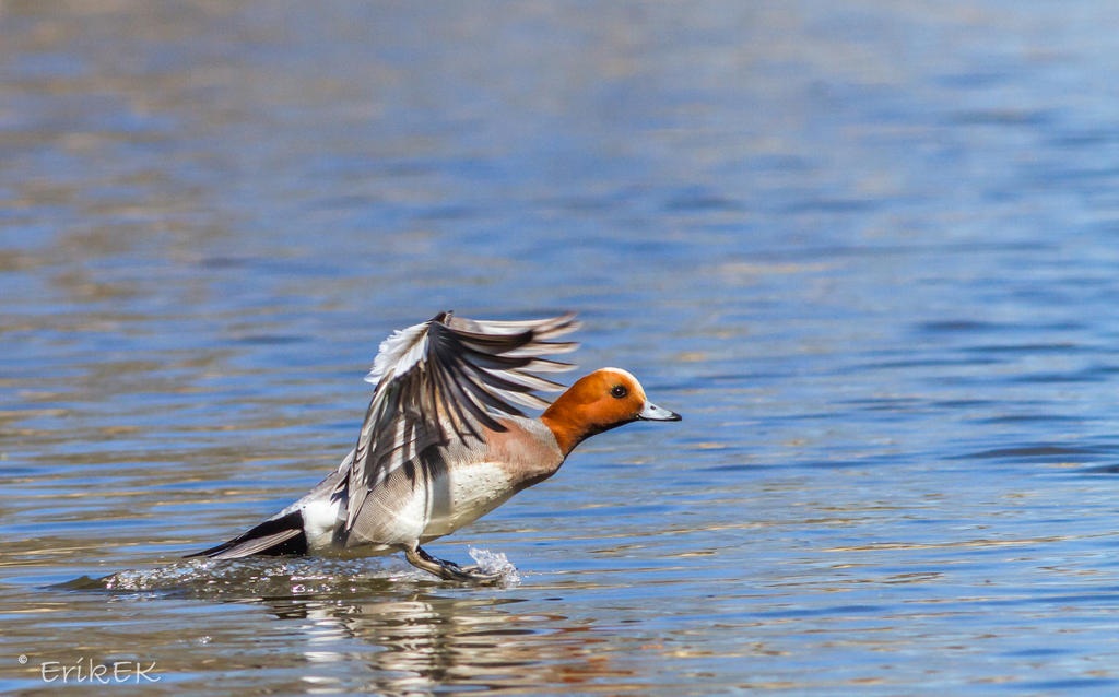 Eurasian Widgeon