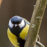 Great Tit 2