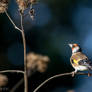 European goldfinch 2