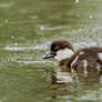 Babay goldeneye :)