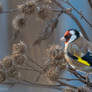 Goldfinch/Carduelis carduelis