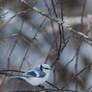 Azure tit / Cyanistes cyanus